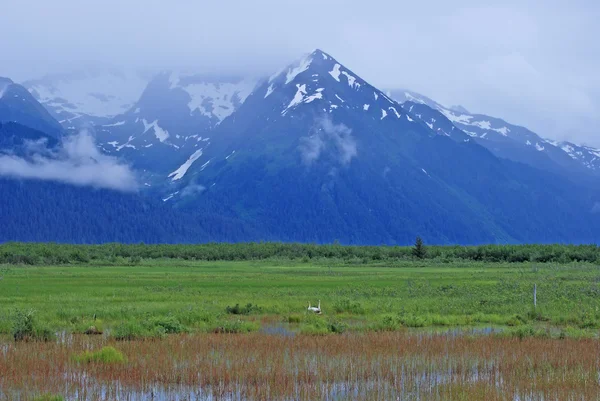 Montanhas, pântano e trompetista Cisnes — Fotografia de Stock