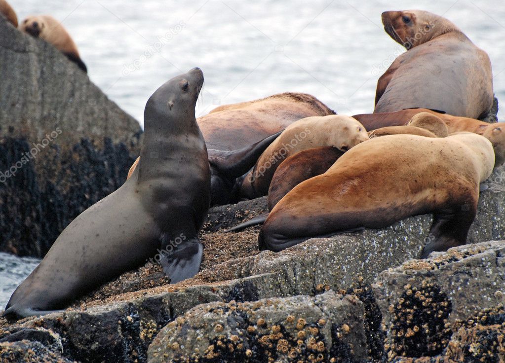 Sea lions on the coast of Alaska