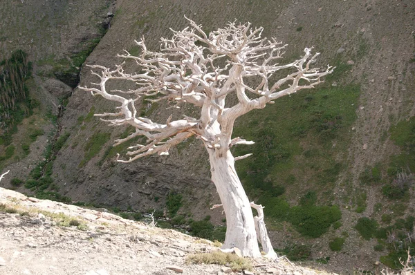 Stark tree on a mountain slope — Stock Photo, Image