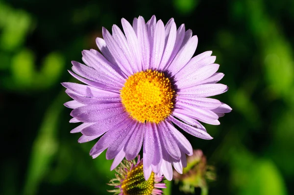 stock image Wildflower in the mountains