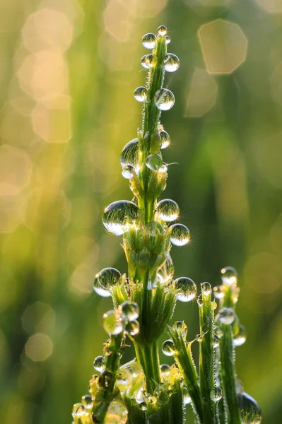 stock image Dew Drops