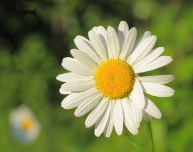 Camomile clipart