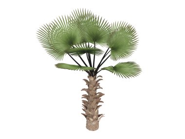 yel değirmeni palm veya trachycarpus fortunei