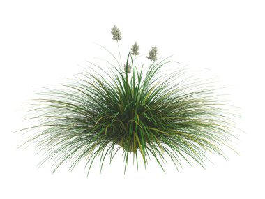 Idaho fescue or Festuca idahoensis clipart