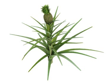 ananas veya ananas comosus