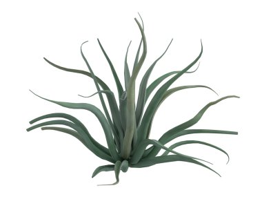 Octopus agave or Agave vilmoriniana clipart