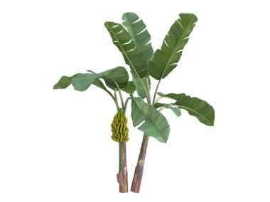 Banana or Musa acuminata clipart