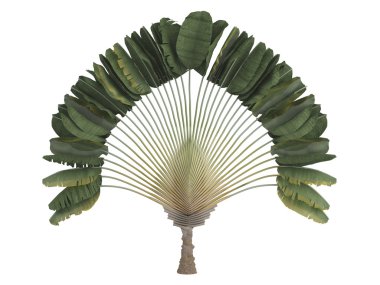 Traveler's palm or Ravenala madagascariensis clipart