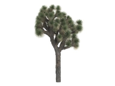 Joshua ağacı veya avize ağacı brevifolia