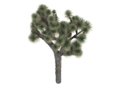 Joshua tree or Yucca brevifolia clipart