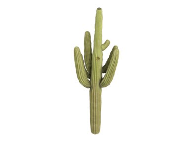 Saguaro or Carnegiea gigantea