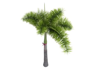 Foxtail Palm or Wodyetia bifurcata clipart