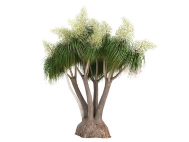 Ponytail Palm or Nolina recurvata clipart