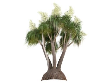 Ponytail Palm or Nolina recurvata clipart