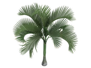 Carpoxylon Palm or Carpoxylon macrospermum clipart