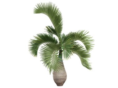 şişe palm veya hyophorbe lagenicaulis