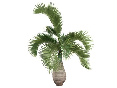 Bottle Palm or Hyophorbe lagenicaulis clipart