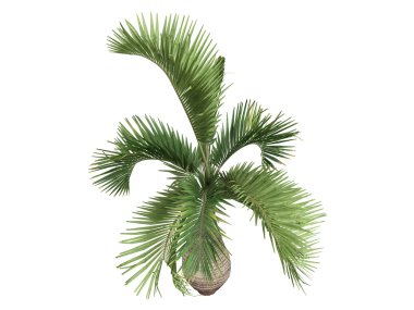 şişe palm veya hyophorbe lagenicaulis