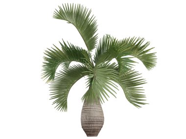 şişe palm veya hyophorbe lagenicaulis