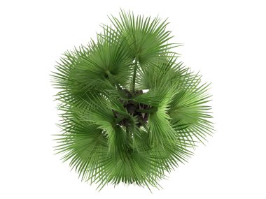 Desert Fan Palm or Washingtonia filifera clipart