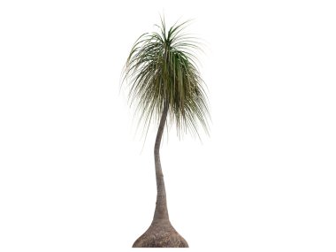 at kuyruğu palm veya nolina recurvata