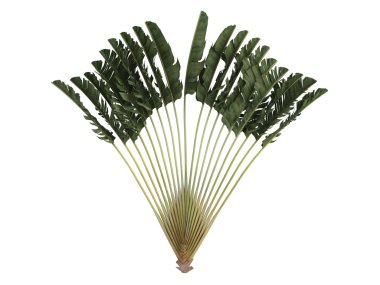Traveller's Palm or Ravenala madagascariensis clipart