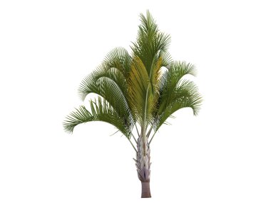 Triangle Palm or Dypsis decaryi clipart