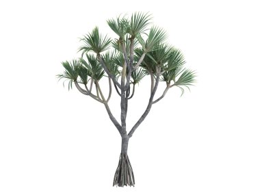 Common Screwpine or Pandanus utilis clipart