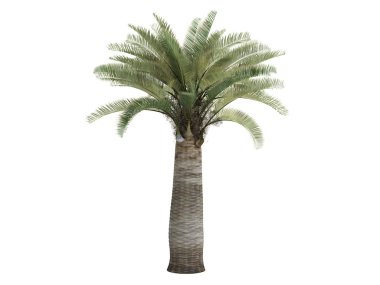 Şili şarabı palm veya jubaea chilensis