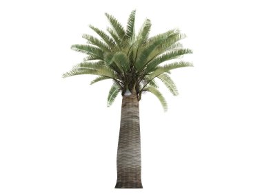 Şili şarabı palm veya jubaea chilensis