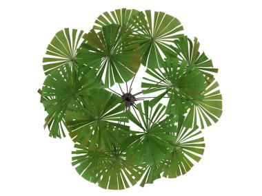 Australian Fan Palm or Licuala ramsayi clipart