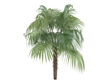 zombi palm veya zombia antillarum