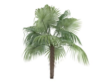 zombi palm veya zombia antillarum