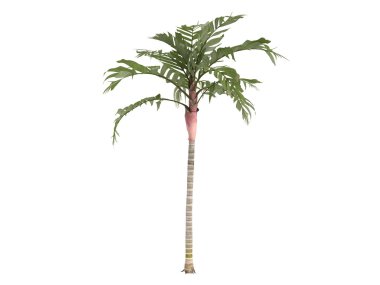 Turuncu yaka palm veya areca vestiaria