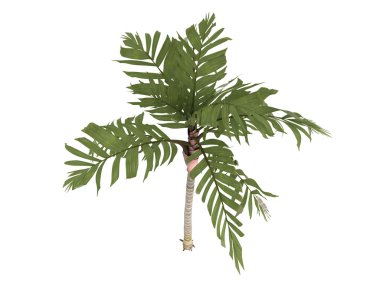 Turuncu yaka palm veya areca vestiaria