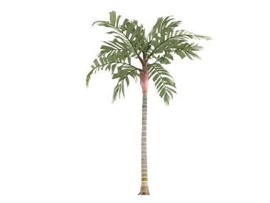 Turuncu yaka palm veya areca vestiaria