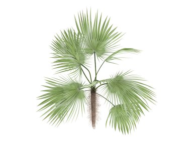 Zombie Palm or Zombia antillarum clipart