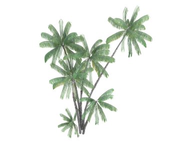 Nibung Palm or Oncosperma tigillarium clipart