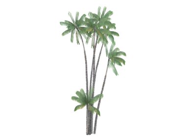 Nibung palm veya oncosperma tigillarium