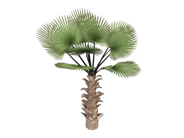 Yel değirmeni palm veya trachycarpus fortunei — Stok fotoğraf