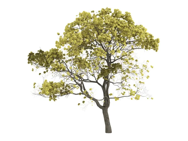 Złota trąbka drzewa lub Tabebuja chrysantha — Zdjęcie stockowe