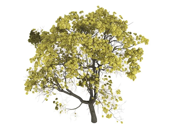 Arany trombita fa vagy tabebuia chrysantha — Stock Fotó