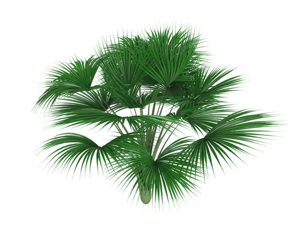 Coco-de-mer palm eller lodoicea maldivica — Stockfoto