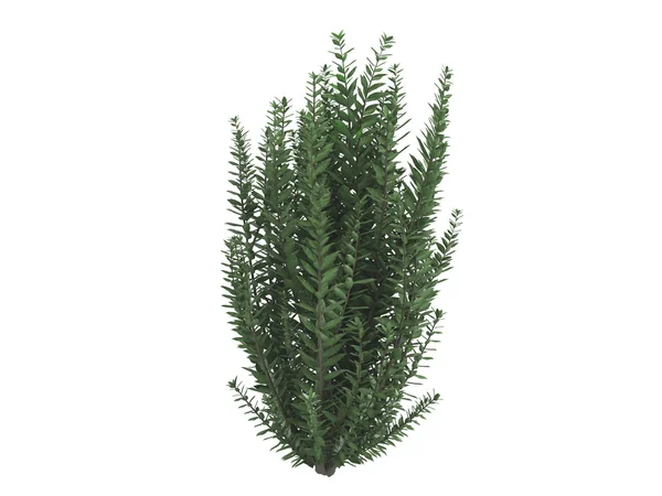 California privet or Ligustrum ovalifolium — Stock Photo, Image