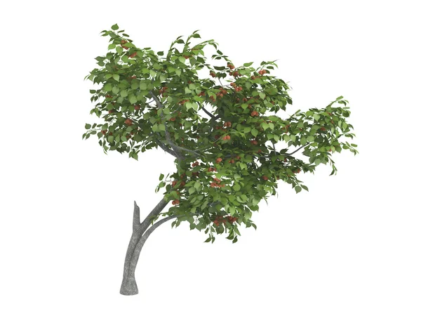 Ciruela armenia o Prunus armeniaca —  Fotos de Stock