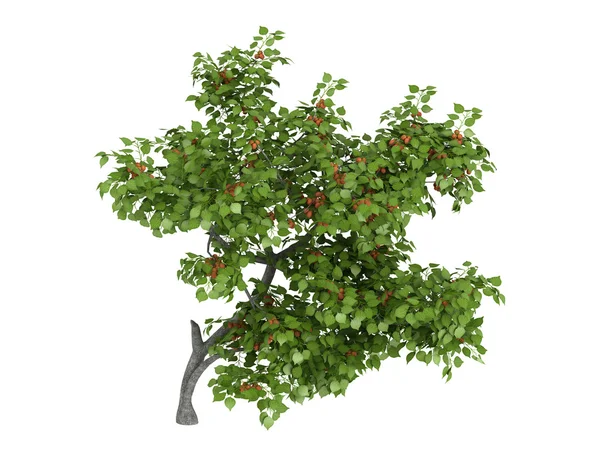 Armenian plum or Prunus armeniaca — Stock Photo, Image