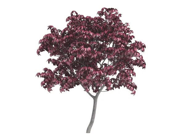 Maple or Acer japonicum — Stock Photo, Image