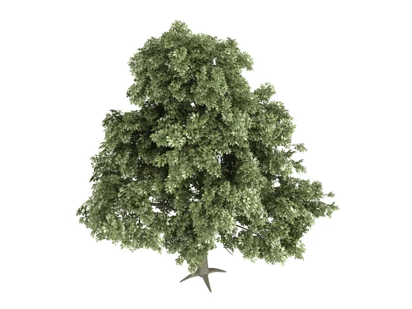 Eiche oder Quercus petraea — Stockfoto