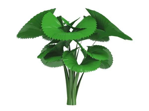 Şemsiye palm veya licuala orbicularis — Stok fotoğraf