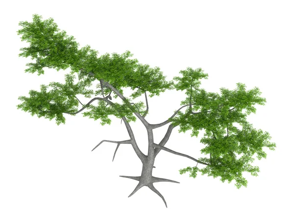 Whitethorn acacia or Acacia constricta — Stock Photo, Image